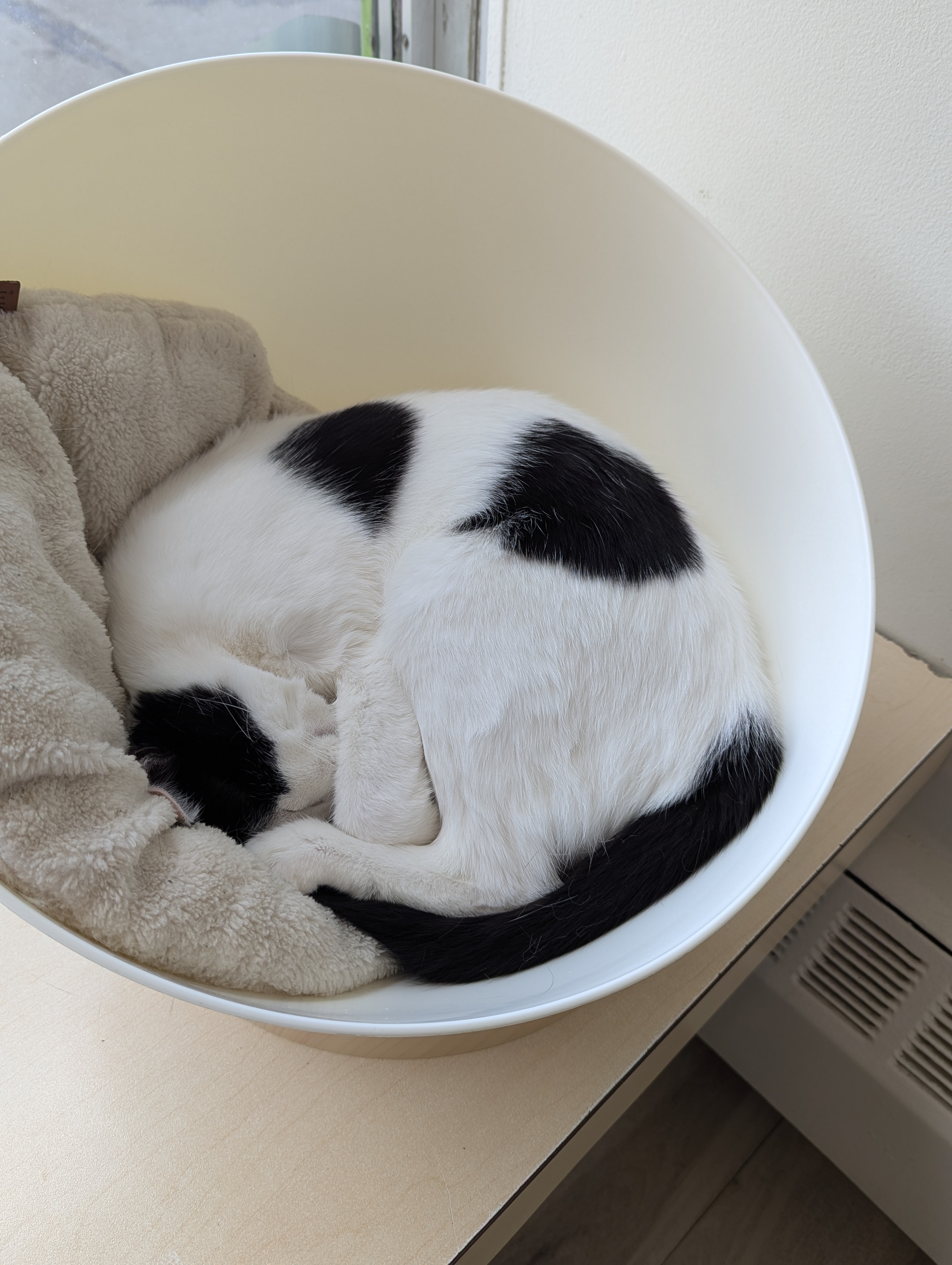 Birthday Trip to Canada, Cat Cafe, Edmonton